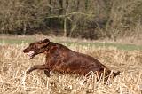 SETTER IRLANDAIS 467